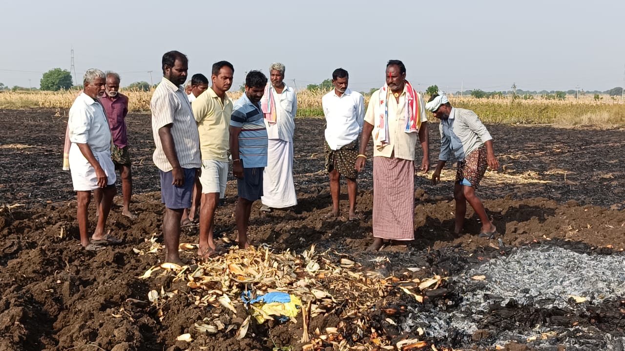 కంచుపాడు గ్రామంలో నాలుగు ఎకరాల మొక్క జొన్న పంట కళ్ల ముందేపంట దగ్ధం