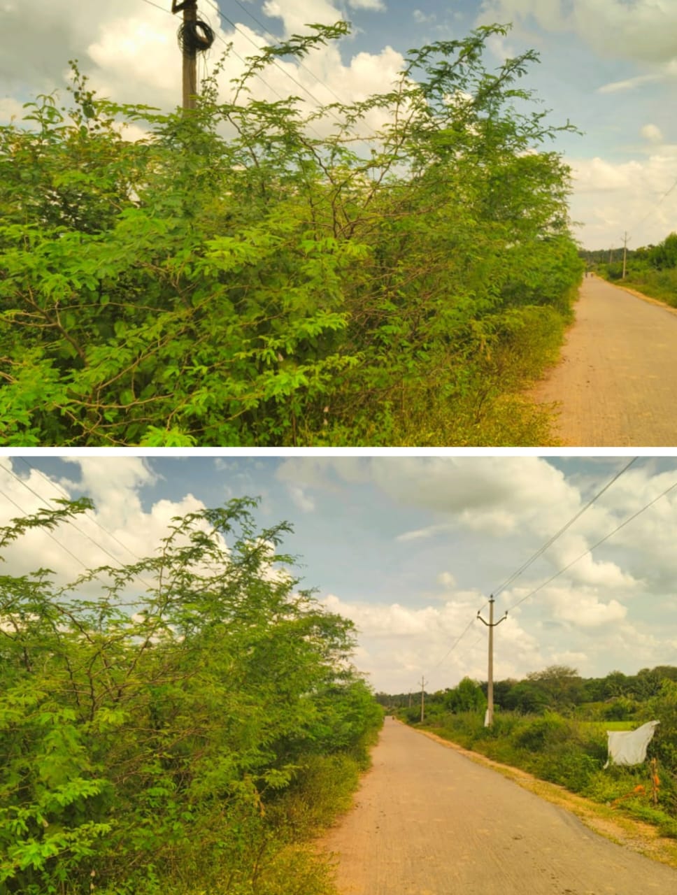 ముళ్ల పొదలను తొలగించండి. ?