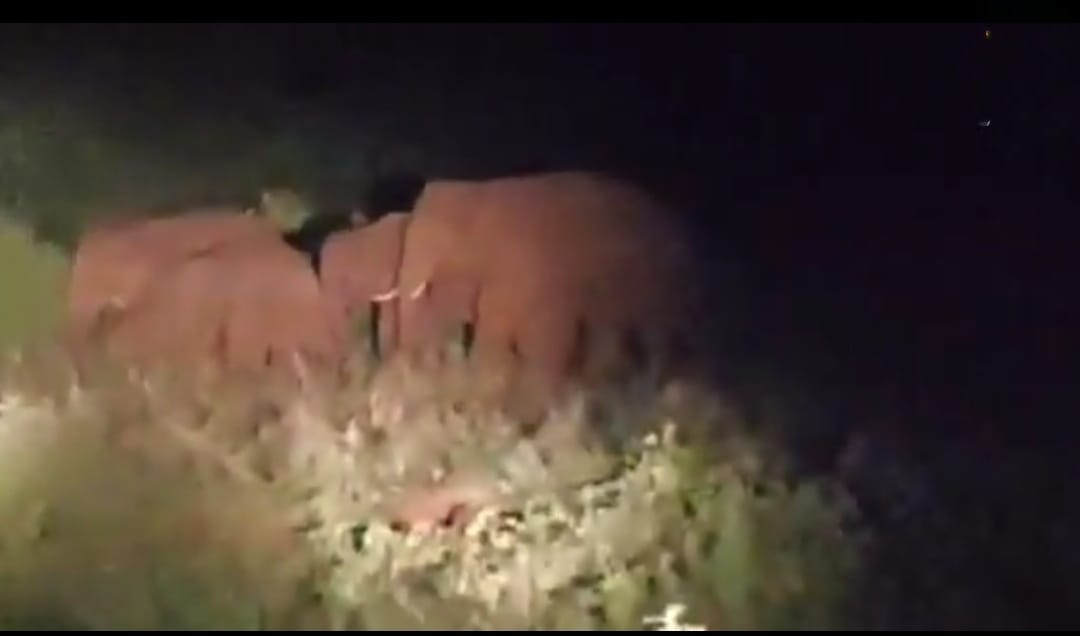 చంద్రగిరి మండలం కొండ్రెడ్డి కండ్రిగలో గజరాజులు దాడి