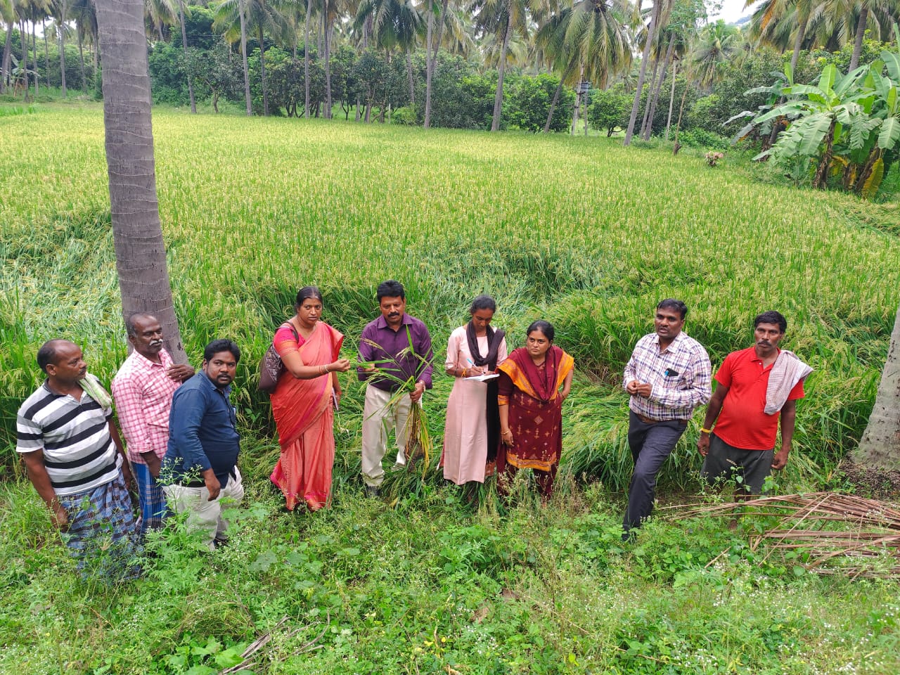 అధిక వర్షాలు వరి పొలాలను కాపాడుకోండి