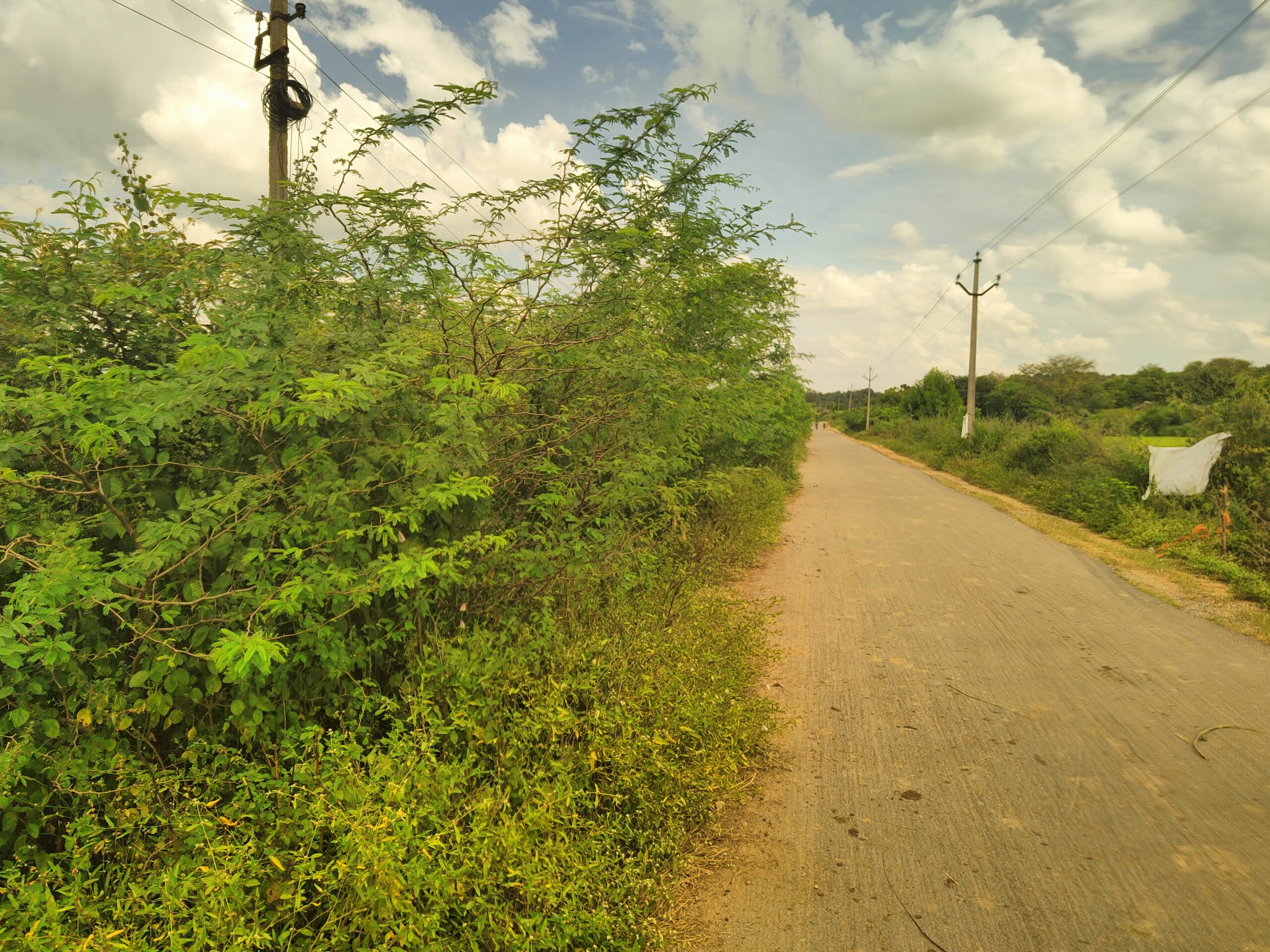 ముళ్ల పొదలను తొలగించండి..!